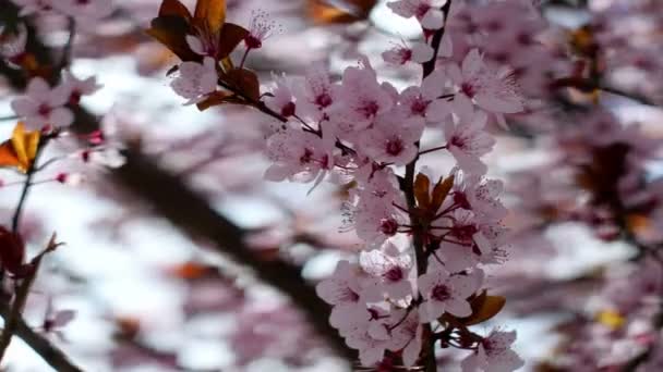 Cherry-roze bloemen bloeien in de lente — Stockvideo