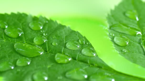 Tetesan air di daun hijau — Stok Video