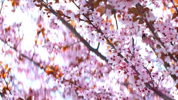 Pink Cherry Flowers Blooming Springtime — Stock Photo, Image