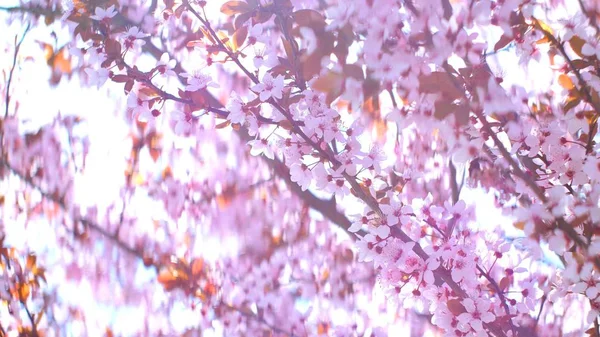 Flores Cereja Rosa Florescendo Primavera — Fotografia de Stock