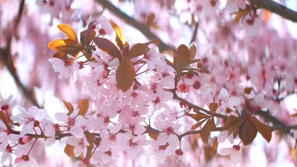 Cherry Roze Bloemen Bloeien Lente — Stockfoto