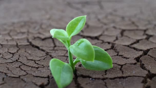 Árbol Creciendo Terreno Agrietado Grieta Suelo Seco Sequía — Vídeo de stock