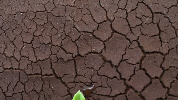 Tree Growing Cracked Ground Crack Dried Soil Drought — Stock Video