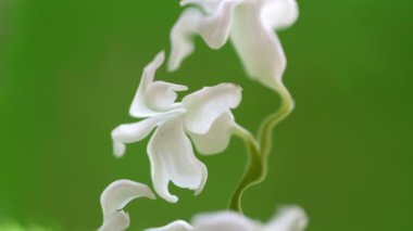 Yeşil arka plan beyaz çiçek