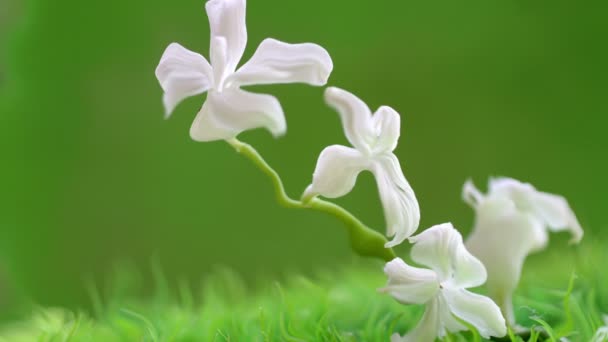 Bílý květ proti zeleným pozadím — Stock video