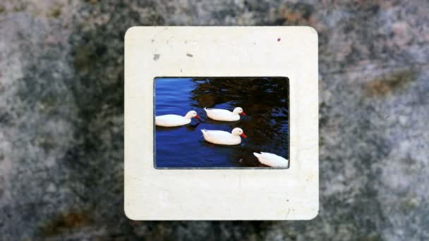 Eenden Zwemmen Moeras Slow Motion Vintage Diafilm — Stockvideo