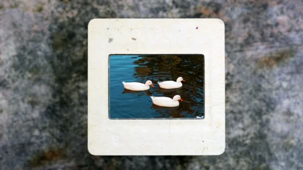 Patos nadando en pantano cámara lenta en película de diapositivas vintage — Vídeo de stock