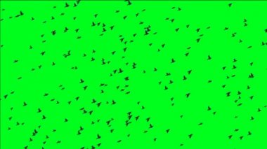 Kuşlar sürüsü yeşil ekran üzerinde
