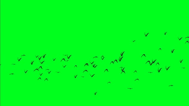 Стая птиц на зеленом экране — стоковое видео
