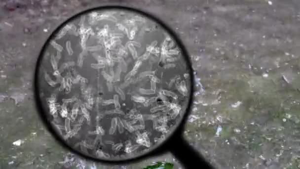 Поиск бактерий в воде — стоковое видео