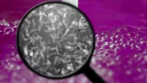 Baktériumok keresése vízben — Stock videók