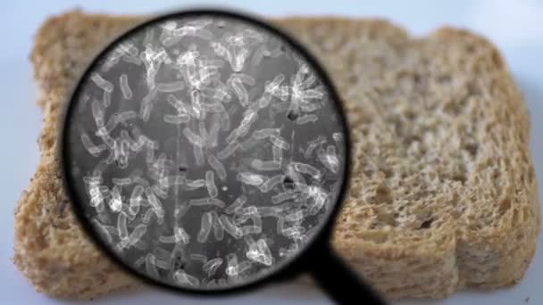 Buscando bactérias no pão — Vídeo de Stock