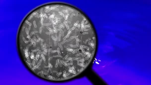 물 속에 있는 박테리아 를 찾아서 — 비디오