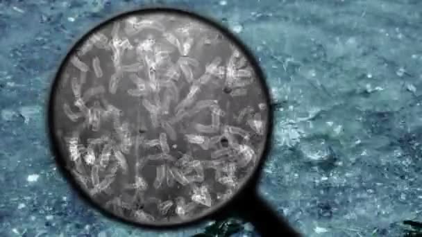 Searching for bacteria in water — Stock Video