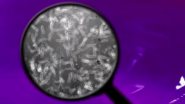 Поиск бактерий в воде — стоковое видео