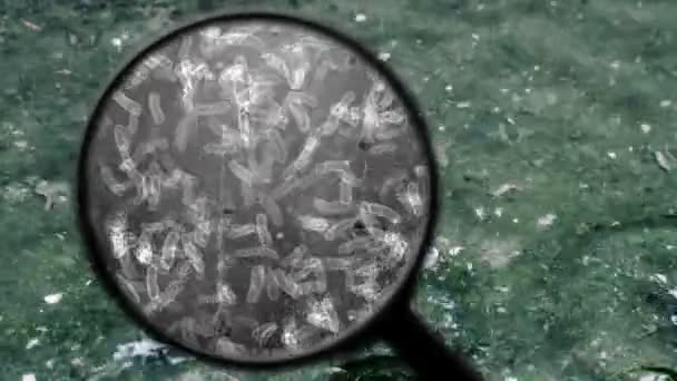 Búsqueda de bacterias en el agua — Vídeo de stock