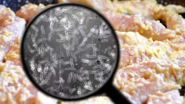 Búsqueda de bacterias en la carne de pollo — Vídeo de stock