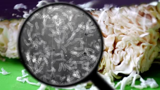 Búsqueda de bacterias en la col — Vídeo de stock