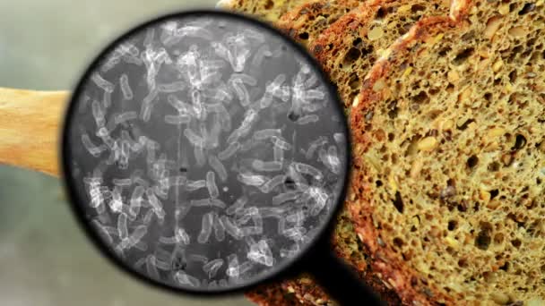 Búsqueda de bacterias en los alimentos — Vídeo de stock