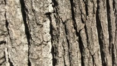 Ağaç kabuğunun arkaplan dokusu