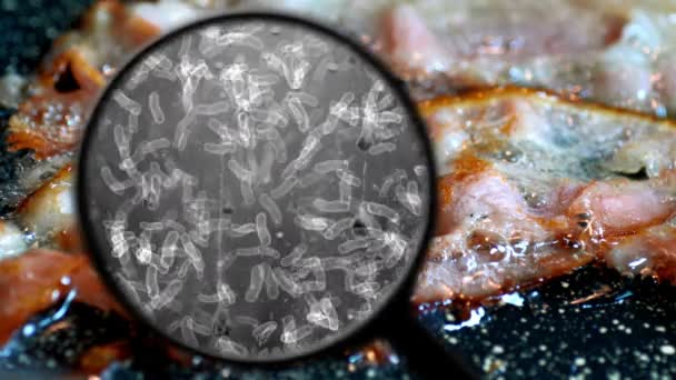 Searching for bacteria in bacon — Stock Video