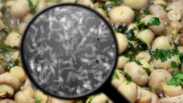 Searching for bacteria in mushrooms — Stock Video