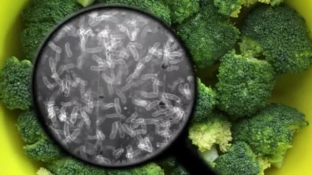Searching for bacteria in broccoli — Stock Video