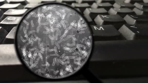 Auf der Computertastatur nach Bakterien suchen — Stockvideo