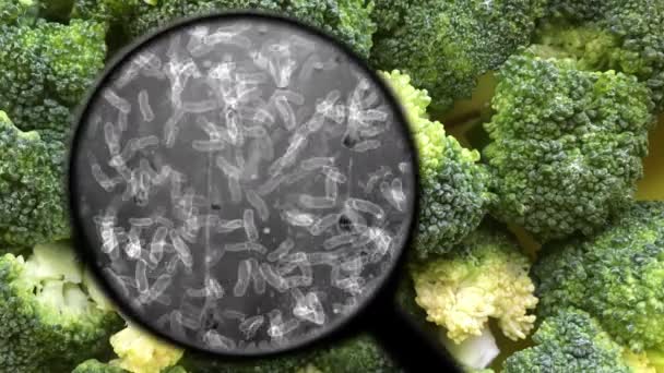 Op zoek naar bacteriën in broccoli — Stockvideo