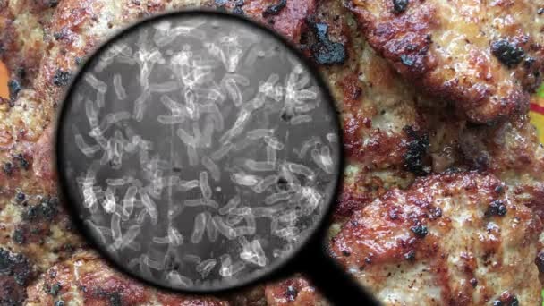 Búsqueda de bacterias en las bolas de carne — Vídeo de stock