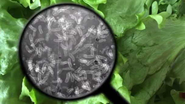 Zoeken naar bacteriën in sla — Stockvideo