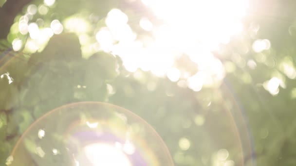 Bokeh La lumière du soleil à travers les feuilles