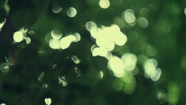 Luce di Bokeh dal sole attraverso le foglie — Video Stock