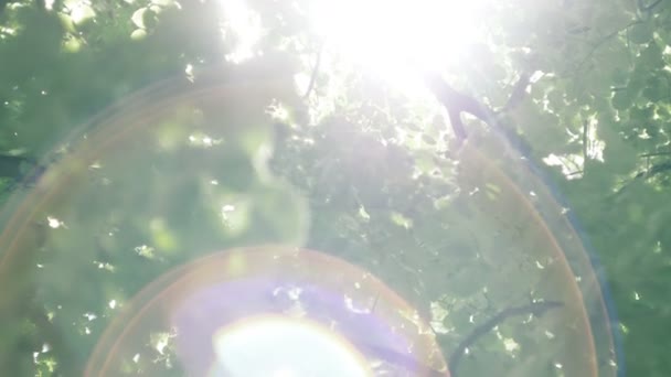 Bokeh φως από τον ήλιο μέσα από τα φύλλα — Αρχείο Βίντεο