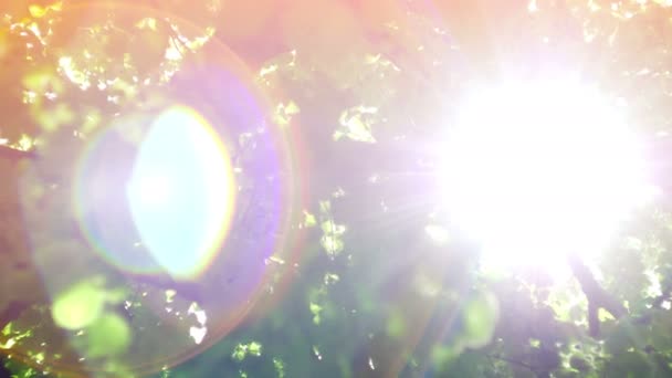 Bokeh fény a Napból a leveleken át — Stock videók