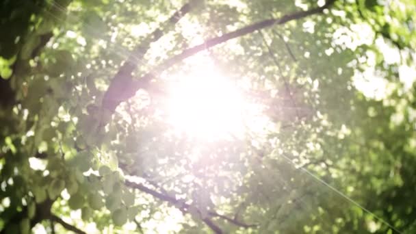 Sun Lens Flare brilhando através de árvores — Vídeo de Stock