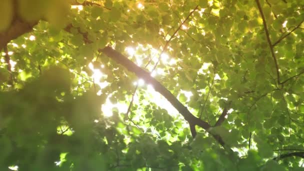 Sun Lens Flare brilhando através de árvores — Vídeo de Stock