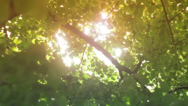 Sluneční čočka svítí skrz stromy — Stock video