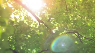 Güneş Mercekleri Ağaçların Arasında Parlıyor