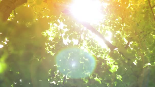 Sun Lens Flare brilhando através de árvores — Vídeo de Stock