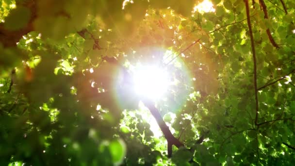 Солнечные линзы блестят сквозь деревья — стоковое видео