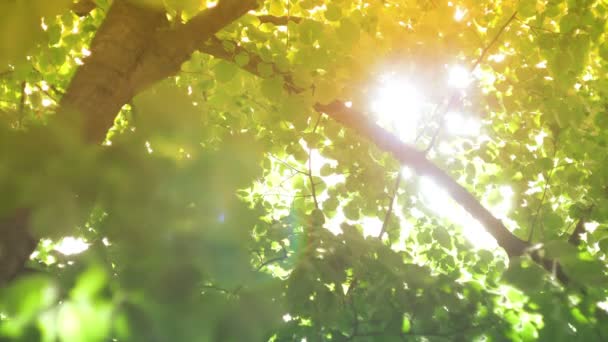 Sluneční čočka svítí skrz stromy — Stock video