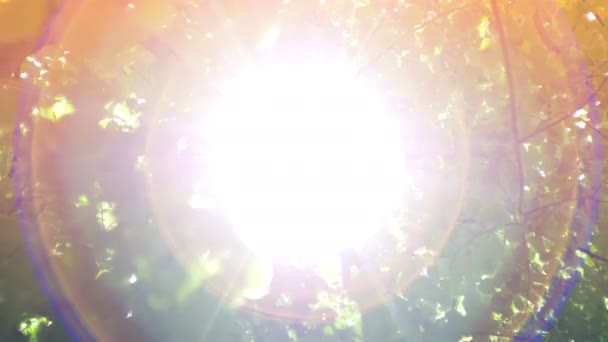 Słońce obiektyw Flare świeci przez drzewa — Wideo stockowe