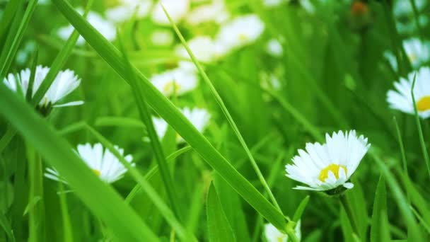 Manzanillas blancas en un campo verde — Vídeos de Stock