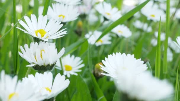 Camomilas blancas en un campo verde — Vídeos de Stock