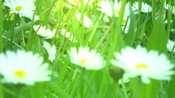 Close up of chamomile field — Stock Video