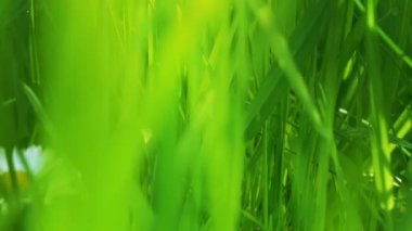 Yeşil Çimene Yaklaş