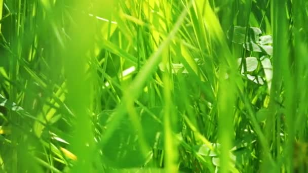 Közelkép a zöld fűről — Stock videók