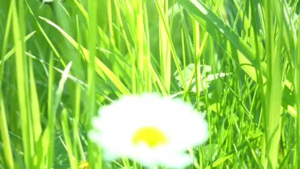 Close up of green grass — Stock Video