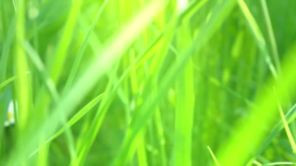 Grünes Gras aus nächster Nähe — Stockvideo
